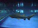 US_NYC_Sea_Aquarium001.jpg