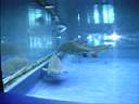 US_NYC_Sea_Aquarium003.jpg