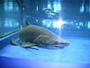 US_NYC_Sea_Aquarium004.jpg