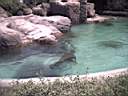 US_NYC_Bronx_Zoo002.jpg