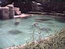 US_NYC_Bronx_Zoo004.jpg