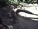 US_NYC_Bronx_Zoo016.jpg
