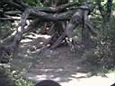 US_NYC_Bronx_Zoo017.jpg