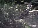 US_NYC_Bronx_Zoo018.jpg