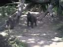 US_NYC_Bronx_Zoo019.jpg